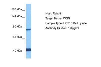 Western Blot: COBL Antibody [NBP2-84708]