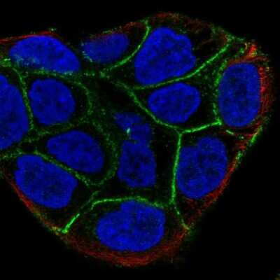 Immunocytochemistry/ Immunofluorescence: COBLL1 Antibody [NBP2-32033]