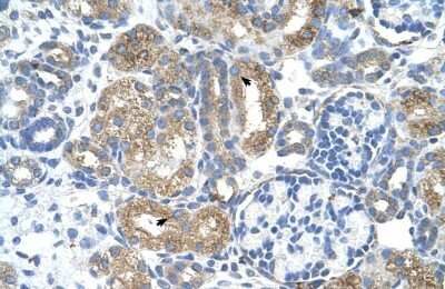 Immunohistochemistry-Paraffin: COBLL1 Antibody [NBP1-70504]