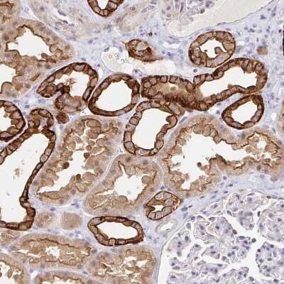 Immunohistochemistry-Paraffin: COBLL1 Antibody [NBP2-38697]
