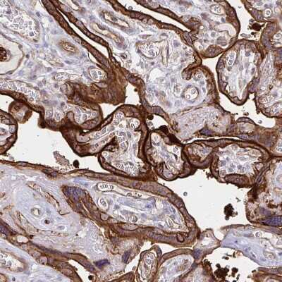 Immunohistochemistry-Paraffin: COBLL1 Antibody [NBP2-38697]