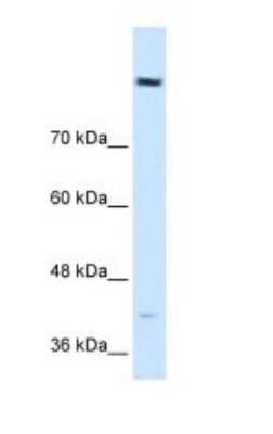 Western Blot: COBLL1 Antibody [NBP1-70504]