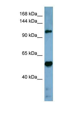 Western Blot: COBLL1 Antibody [NBP1-70505]