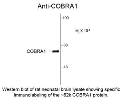 Western Blot: COBRA1 Antibody (F7E4) [NBP2-29529]