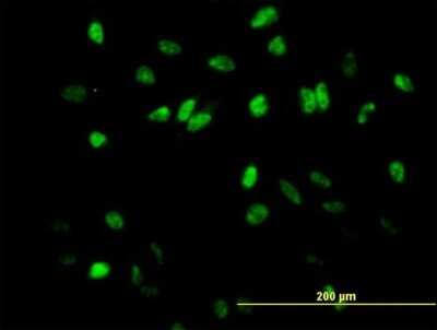 Immunocytochemistry/ Immunofluorescence: COBRA1 Antibody [H00025920-B01P]