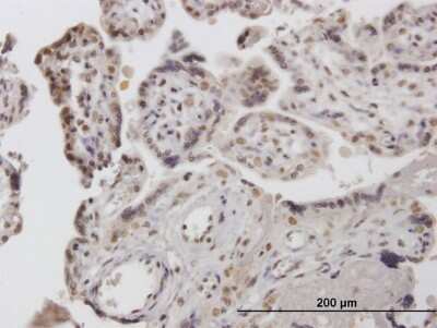 Immunohistochemistry-Paraffin: COBRA1 Antibody [H00025920-B01P]