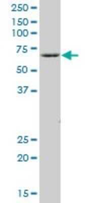 Western Blot: COBRA1 Antibody [H00025920-B01P]