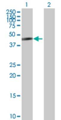 Western Blot: COBRA1 Antibody [H00025920-B01P]