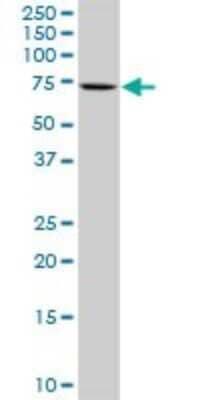 Western Blot: COBRA1 Antibody [H00025920-D01P]