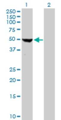 Western Blot: COBRA1 Antibody [H00025920-D01P]