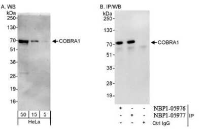 Western Blot: COBRA1 Antibody [NBP1-05977]