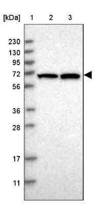 Western Blot: COBRA1 Antibody [NBP1-82924]