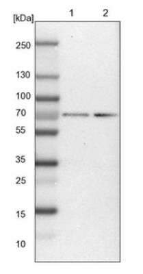 Western Blot: COBRA1 Antibody [NBP1-82924]