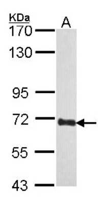 Western Blot: COBRA1 Antibody [NBP2-15935]