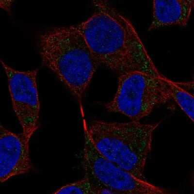 Immunocytochemistry/ Immunofluorescence: COCO/DAND5 Antibody [NBP2-68651]