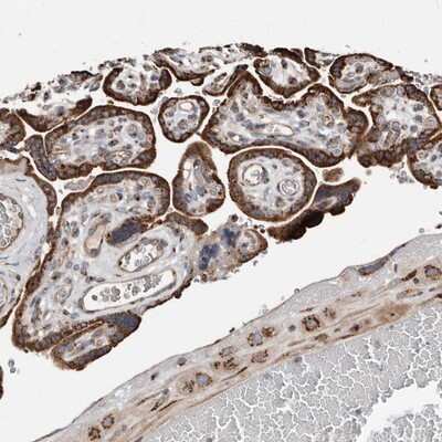 Immunohistochemistry-Paraffin: COG1 Antibody [NBP1-81414]