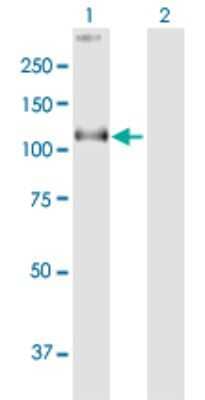 Western Blot: COG1 Antibody [H00009382-B01P]