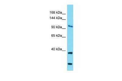 Western Blot: COG1 Antibody [NBP2-87201]