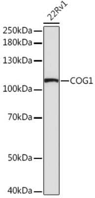 Western Blot: COG1 AntibodyAzide and BSA Free [NBP3-15543]