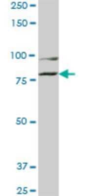 Western Blot: COG2 Antibody (3H8) [H00022796-M01]