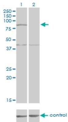 Western Blot: COG2 Antibody (4C8) [H00022796-M09]