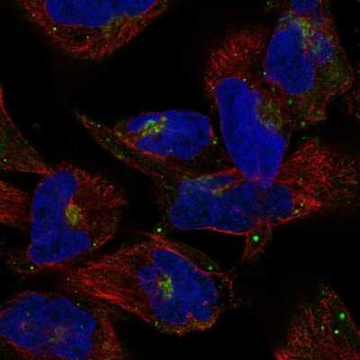 Immunocytochemistry/ Immunofluorescence: COG2 Antibody [NBP2-57681]