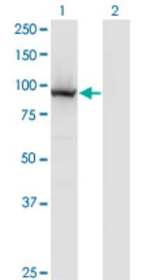 Western Blot: COG3 Antibody (2G7) [H00083548-M01]