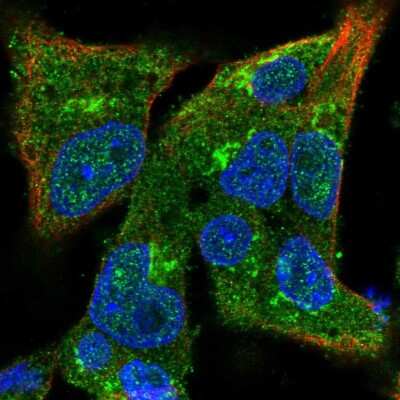 Immunocytochemistry/ Immunofluorescence: COG3 Antibody [NBP2-68711]