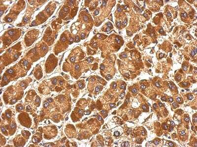 Immunohistochemistry-Paraffin: COG3 Antibody [NBP2-15937]