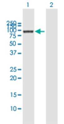 Western Blot: COG3 Antibody [H00083548-B02P]