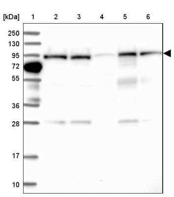 Western Blot: COG3 Antibody [NBP1-80772]