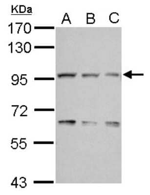 Western Blot: COG3 Antibody [NBP2-15937]