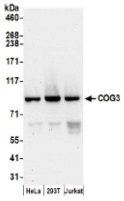 Western Blot: COG3 Antibody [NBP2-36540]