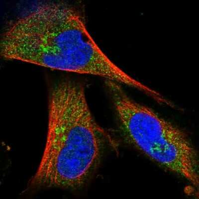 Immunocytochemistry/ Immunofluorescence: COG4 Antibody [NBP2-30718]