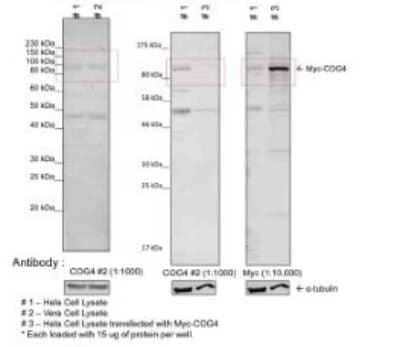 Western Blot: COG4 Antibody [NBP1-55198]