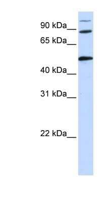 Western Blot: COG4 Antibody [NBP1-55199]