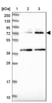 Western Blot: COG4 Antibody [NBP2-48766]