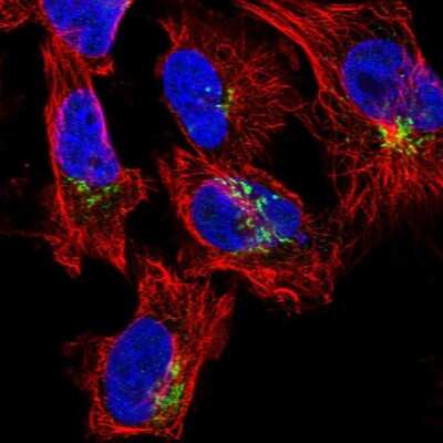 Immunocytochemistry/ Immunofluorescence: COG5 Antibody [NBP1-93713]