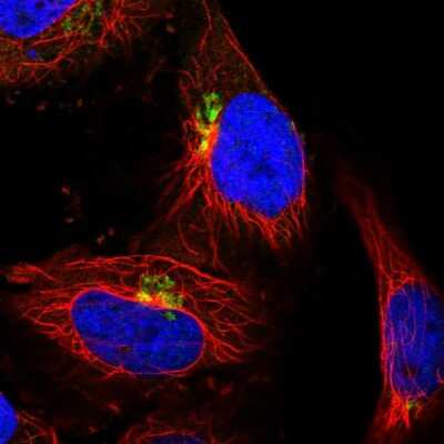 Immunocytochemistry/ Immunofluorescence: COG5 Antibody [NBP2-58968]