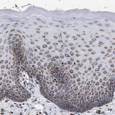 Immunohistochemistry-Paraffin: COG5 Antibody [NBP1-93713]