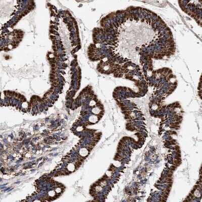 Immunohistochemistry-Paraffin: COG5 Antibody [NBP1-93713]