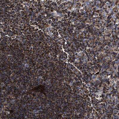 Immunohistochemistry-Paraffin: COG5 Antibody [NBP1-93713]