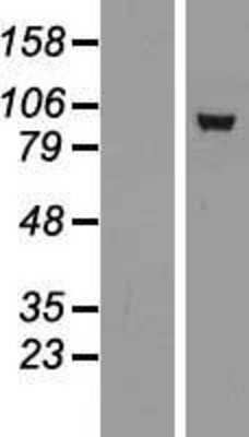 Western Blot: COG5 Overexpression Lysate [NBP2-07633]