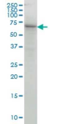 Western Blot: COG6 Antibody (5B5) [H00057511-M01]