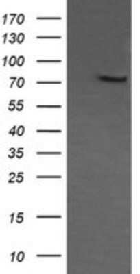 Western Blot: COG6 Antibody (OTI1B8)Azide and BSA Free [NBP2-72088]