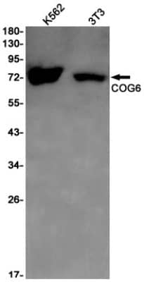 Western Blot: COG6 Antibody (S09-6K8) [NBP3-19606]