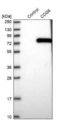 Western Blot: COG6 Antibody [NBP1-84411]