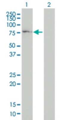 Western Blot: COG7 Antibody (3G4-1B3) [H00091949-M01]