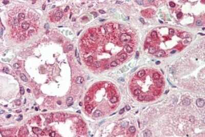 Immunohistochemistry-Paraffin: COG8 Antibody [NBP1-36949]