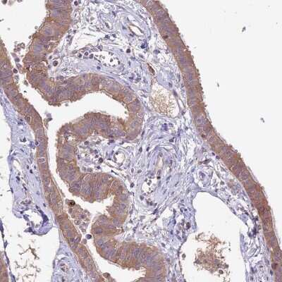 Immunohistochemistry-Paraffin: COG8 Antibody [NBP2-13853]